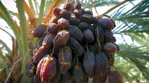 Date palm: A Fruit for life
