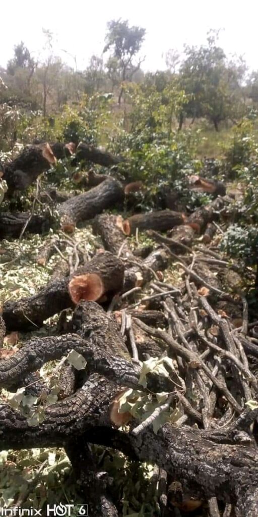 OPINION: Bauchi and politics of deforestation